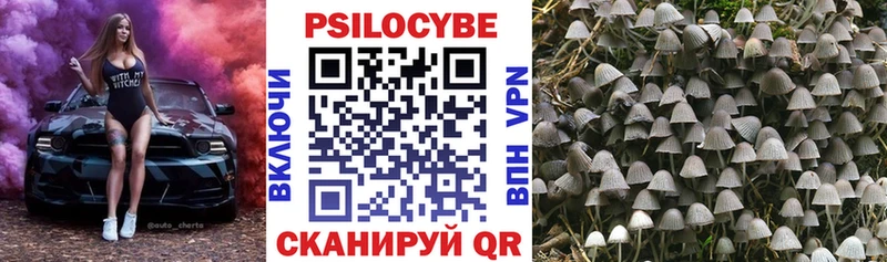 Псилоцибиновые грибы Psilocybine cubensis  Бологое 